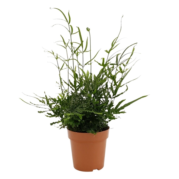 <h4>Pteris ensiformis</h4>