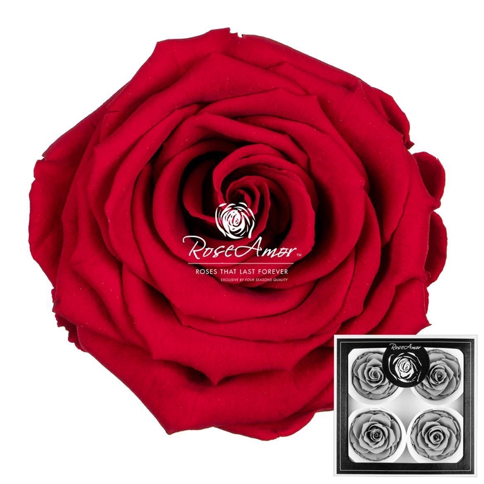 <h4>Bellisima Red02</h4>