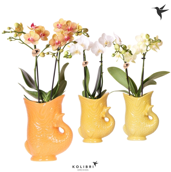 <h4>Kolibri Orchids Phalaenopsis mix 2 spike in Fish pot yellow mix</h4>