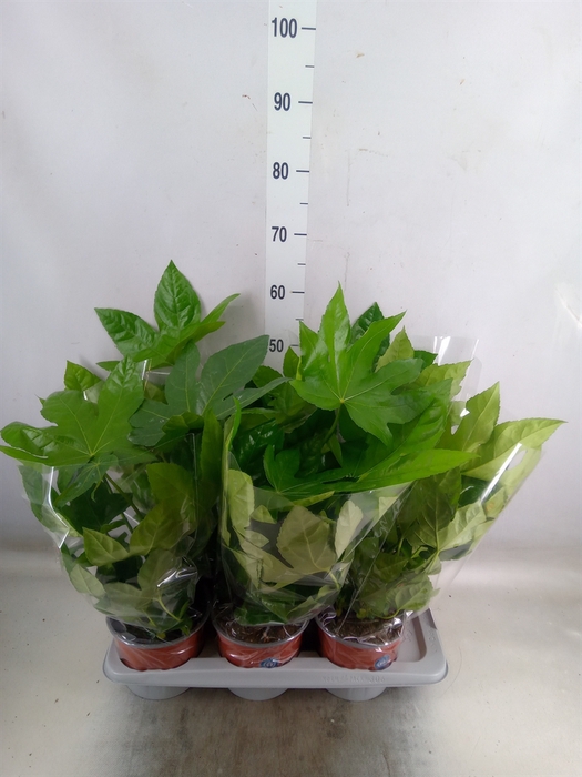 <h4>Fatsia japonica   ...</h4>