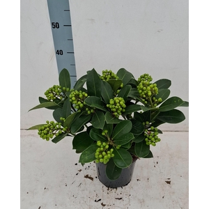 Veitchii 19cm 10+ tros
