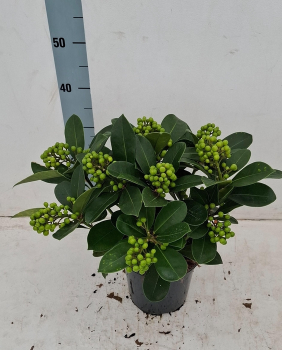 <h4>Veitchii 19cm 10+ tros</h4>