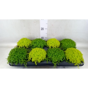 Soleirolia soleirolii   ...mix 2