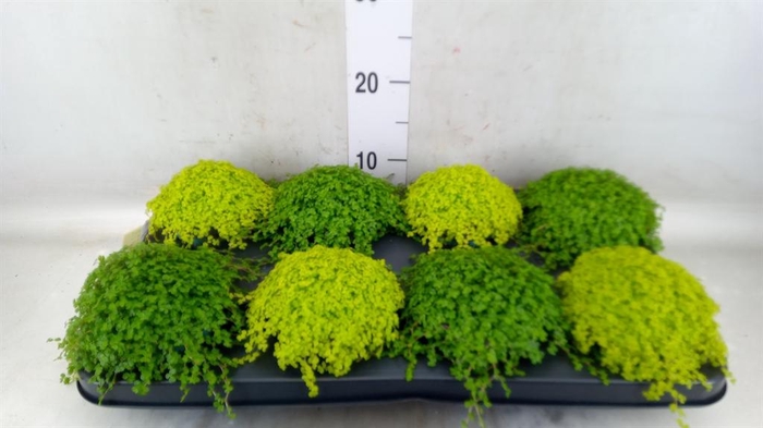 <h4>Soleirolia soleirolii ...mix 2</h4>