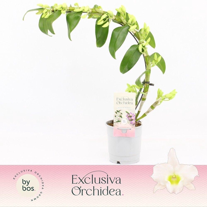 <h4>Dendrobium Nobilé, Apollon Boomerang 'Exclusiva Orchidea'</h4>