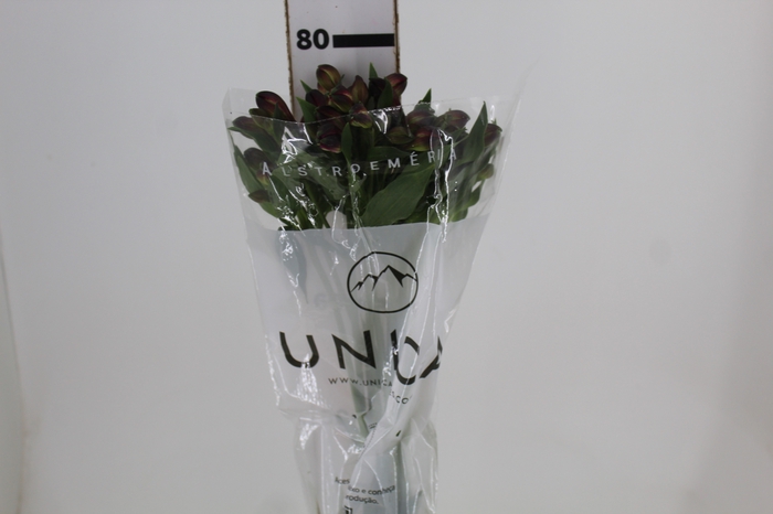 <h4>ALSTROEMERIA NAPOLI 080 CM</h4>