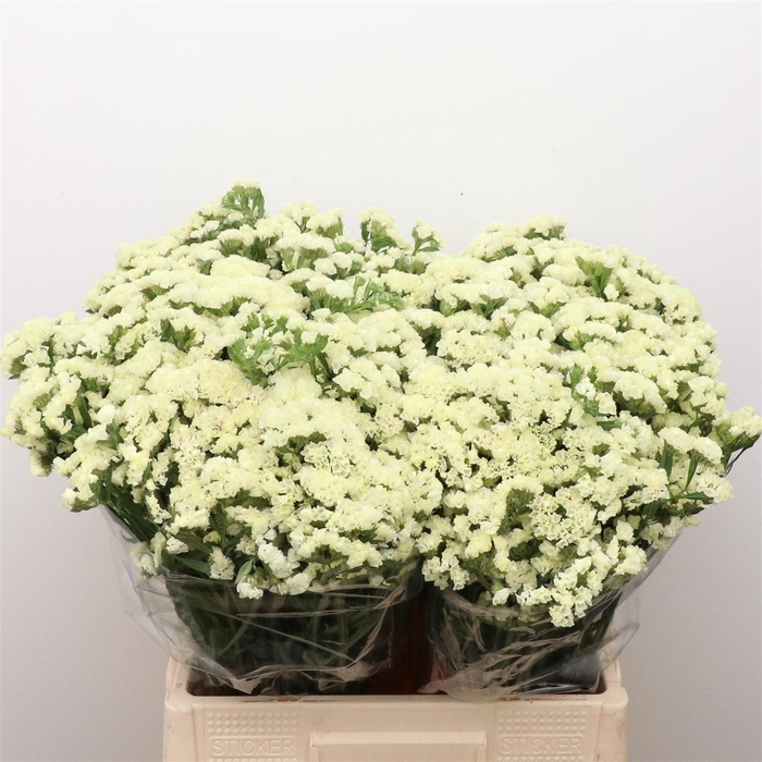 <h4>Limonium St Yellow Birds X50</h4>