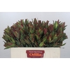 Leucadendron Highlight Spray