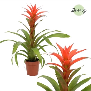 Guzmania Suerte Salmon