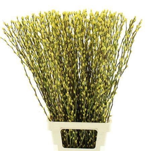 T Salix Sn Fla Klb Geel