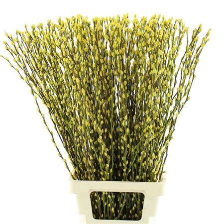 <h4>T Salix Sn Fla Klb Geel</h4>