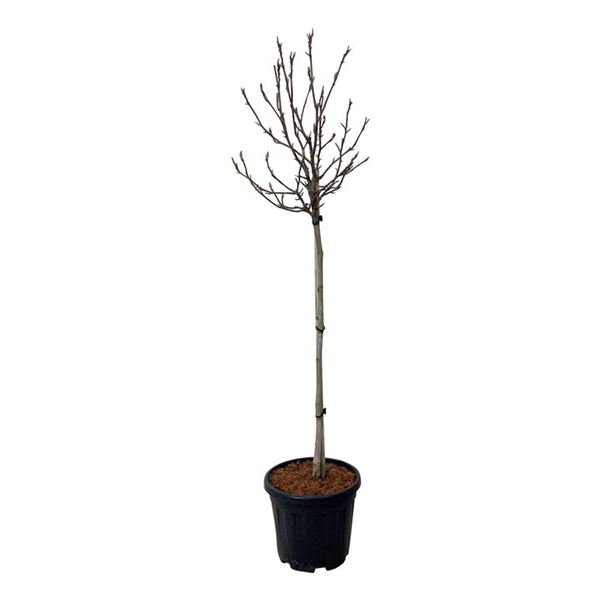 <h4>Magnolia 'March Till Frost'</h4>