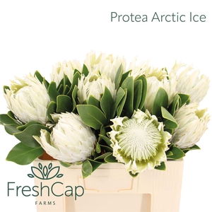 Protea Arctic Ice