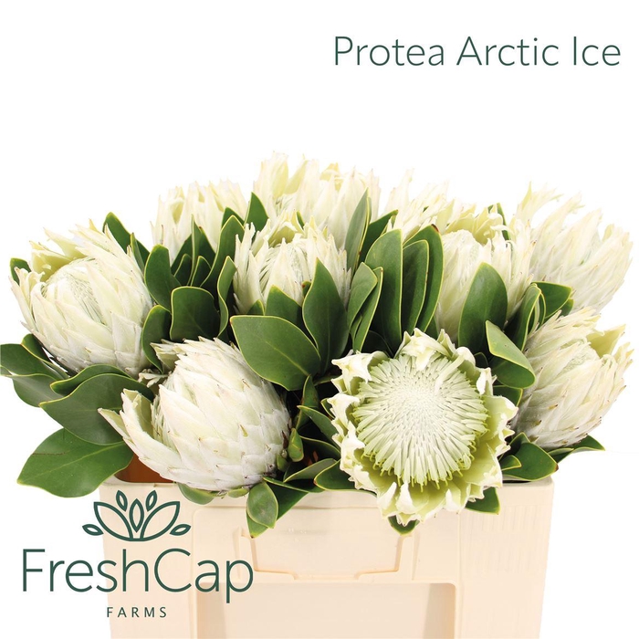 <h4>Protea Arctic Ice</h4>