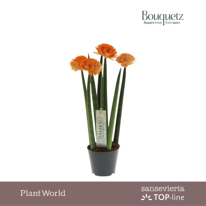 <h4>Sansevieria TOP-line Bouquetz Orange P8,5</h4>
