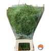 Panicum Fountain