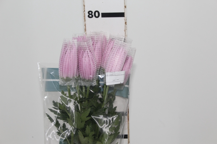 <h4>ANASTASIA CIPRIA 080 CM LILAS</h4>