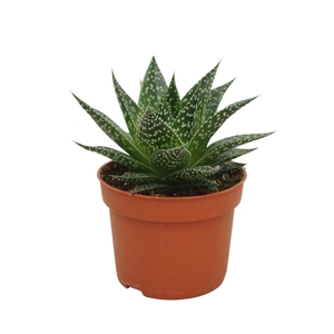Gasteria