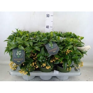 Ardisia crenata 'Bos Premium White'