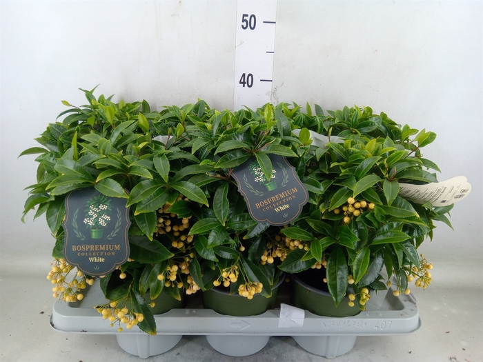 <h4>Ardisia crenata 'Bos Premium White'</h4>