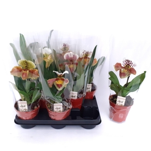 PAPH AMERIKA HYB GEM