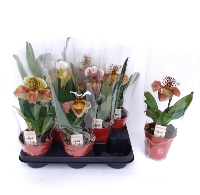 <h4>PAPH AMERIKA HYB GEM</h4>