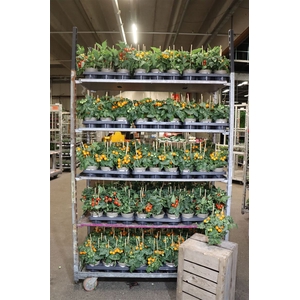 Tomatenplanten Mixk 1 Srt Per Tray