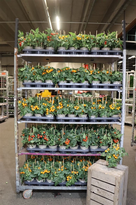 <h4>Tomatenplanten Mixk 1 Srt Per Tray</h4>