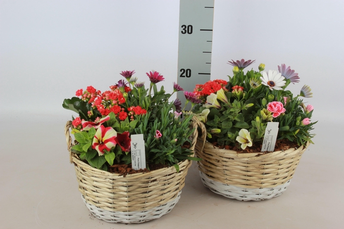 <h4>ARR TUINPLANTEN</h4>