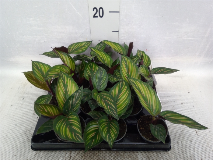 Calathea   ...