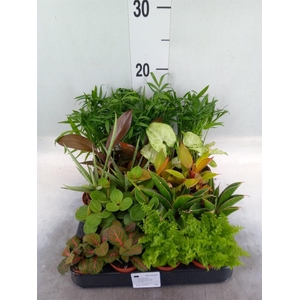 Planten  ..mix