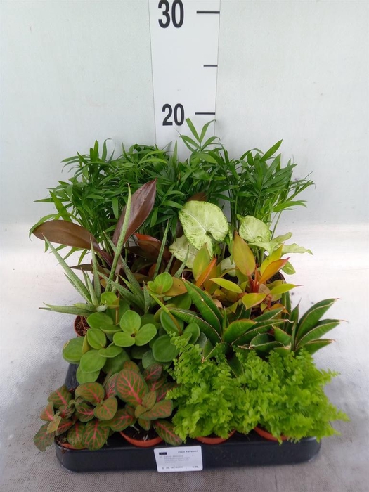 <h4>Planten  ..mix</h4>