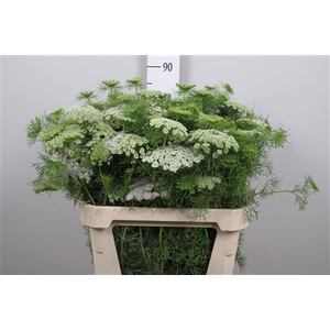 Ammi Vis Casablanca