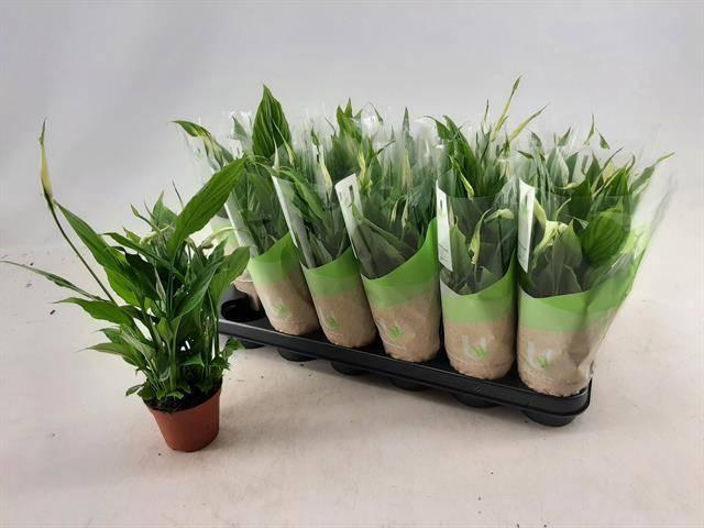 <h4>SPATH CHOPIN</h4>