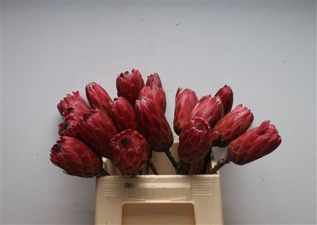 <h4>Protea Red Ice No Leaves</h4>