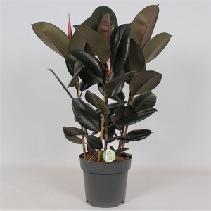 Ficus 'Abidjan'