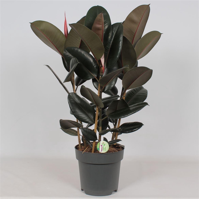 <h4>Ficus 'Abidjan'</h4>