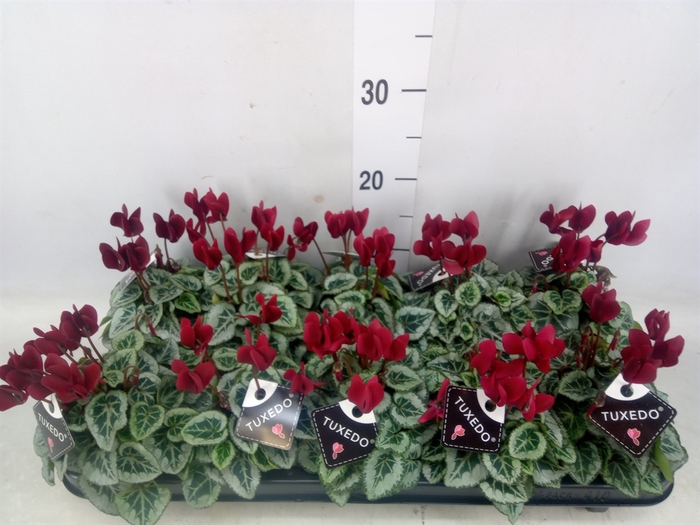 <h4>Cyclamen KL 'Tuxedo'</h4>