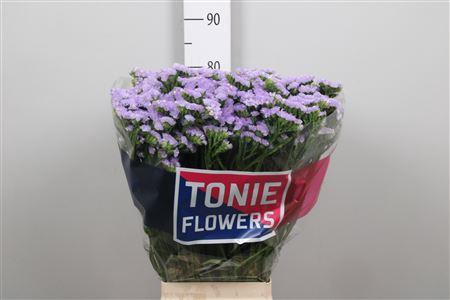 <h4>Lim S Luna Blue</h4>