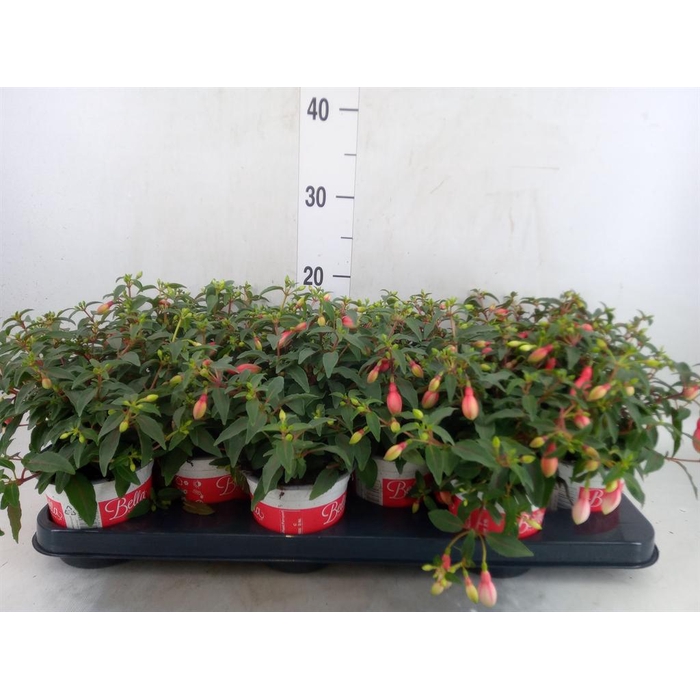 <h4>Fuchsia  'Bella Fuchsia Evita'</h4>