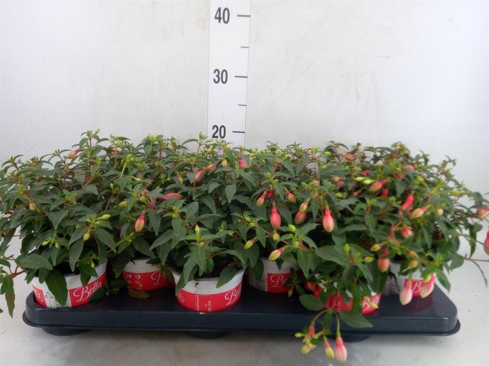 Fuchsia  'Bella Fuchsia Evita'