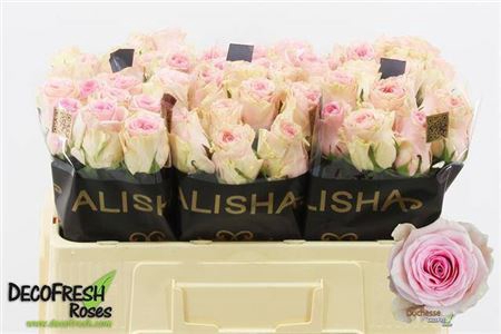<h4>Rosa grootbloemig Duchesse</h4>