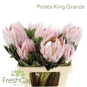 Protea King Grande