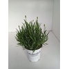 Lavandula x intermedia Edelweiss