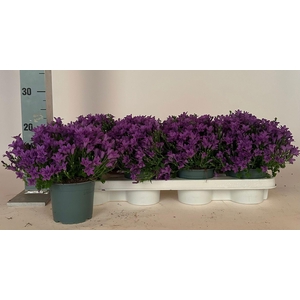 CAMP PORTENSCHLAGIAN