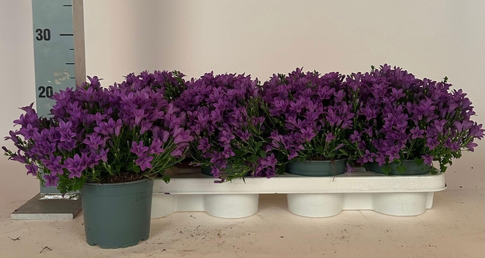 <h4>CAMP PORTENSCHLAGIAN</h4>