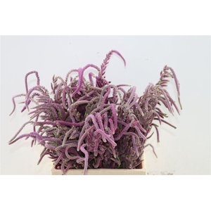 Dried Limonium Suworowii Naturel Per Bos