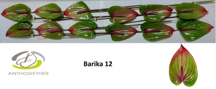 <h4>ANTH A BARIKA</h4>