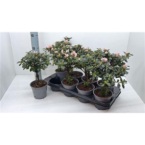Rhodo Si 30cm Stam 20cm Diam.
