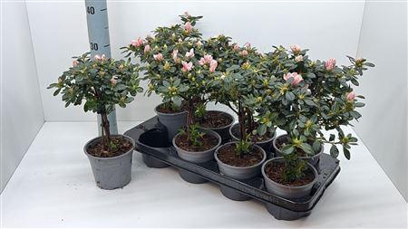 <h4>Rhodo Si 30cm Stam 20cm Diam.</h4>